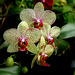 Phalaenopsis 'Rigoletto'
