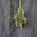 Tillandsia punctulata DSC 0004