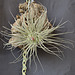 Tillandsia magnusiana DSC 0007