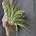 Tillandsia velutina DSC 0009