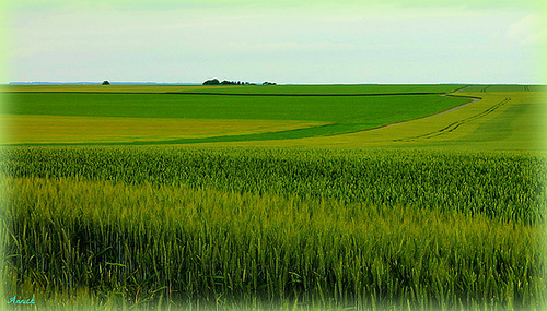 CAMPAGNE PICARDE****