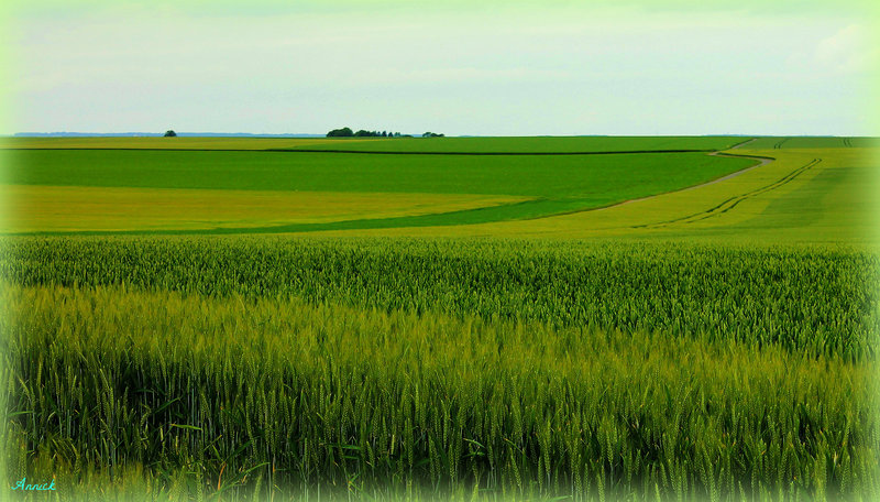 CAMPAGNE PICARDE****
