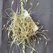 Tillandsia recurvata DSC 0011