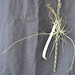 Tillandsia caerulea DSC 0013