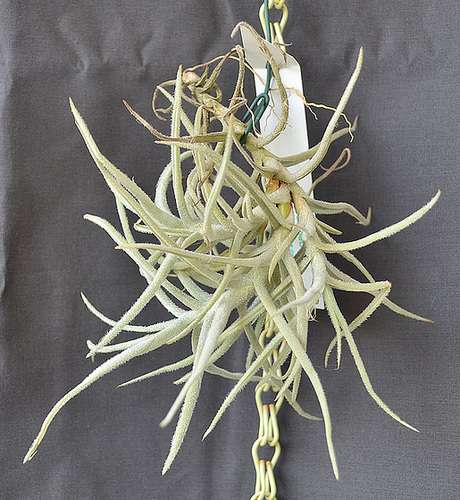 Tillandsia palacea DSC 0015