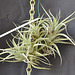 Tillandsia albida DSC 0017