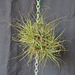 Tillandsia schiedeana DSC 0019