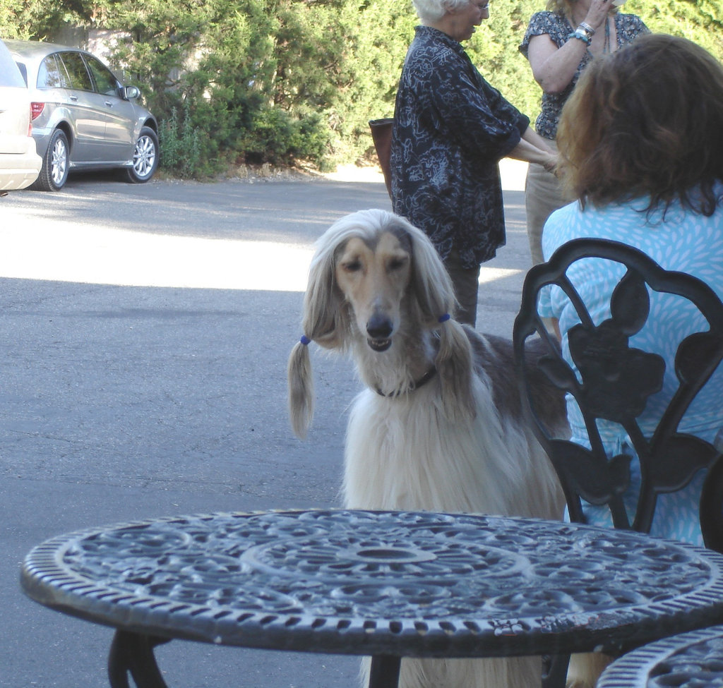 Coiffure canine / Dog hairstyle - August 12th 2006.