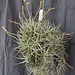 Tillandsia schiedeana var. glabrior DSC 0022.JPG