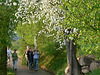Maibaumaufstellen 2012