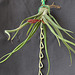 Tillandsia AV DSC 0023