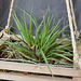 Tillandsia cyanea DSC 0024