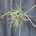 Tillandsia schiedeana DSC 0027