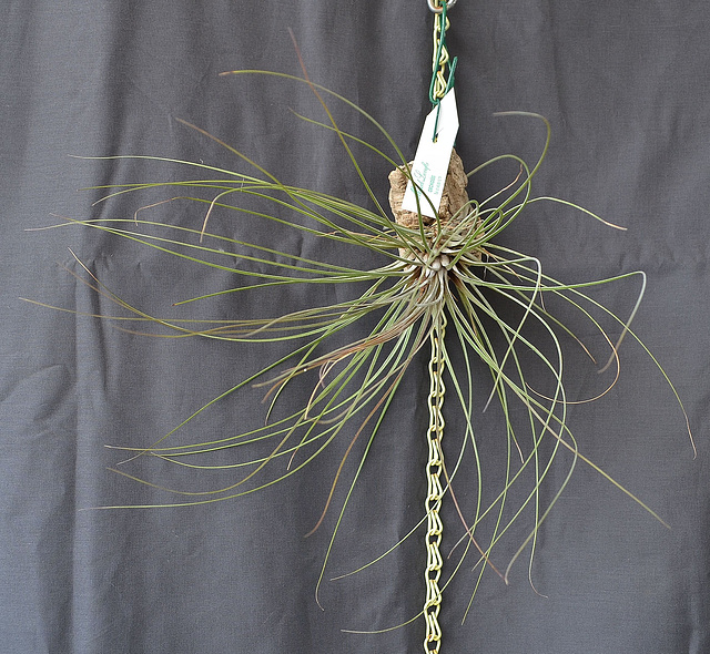 Tillandsia juncifolia DSC 0029