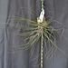 Tillandsia juncifolia DSC 0029