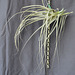 Tillandsia straminae DSC 0031