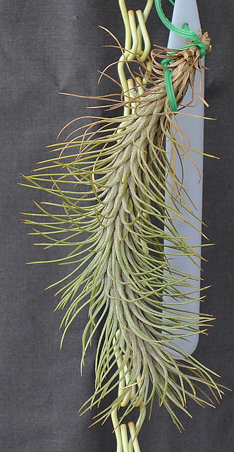 Tillandsia funckiana DSC 0032