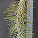 Tillandsia funckiana DSC 0032