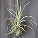 Tillandsia AV DSC 0034