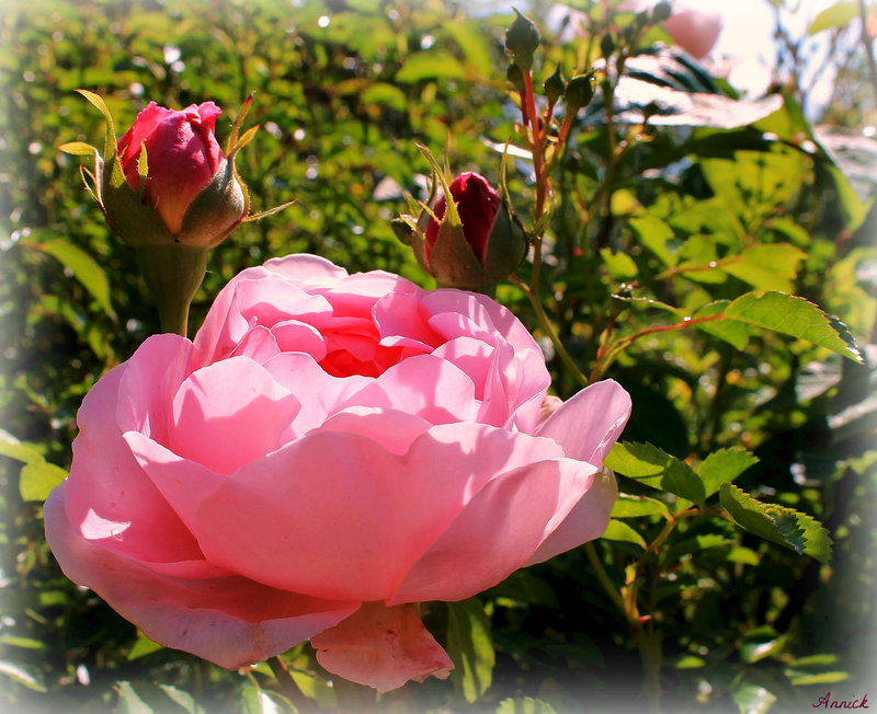 DOUCEUR D'UNE ROSE ***