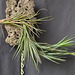 Tillandsia aeranthos DSC 0035