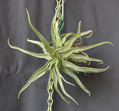 Tillandsia streptophylla DSC 0036