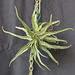 Tillandsia streptophylla DSC 0036