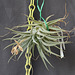 Tillandsia meridionalis DSC 0037