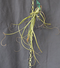 Tillandsia AV DSC 0038