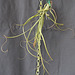 Tillandsia AV DSC 0038