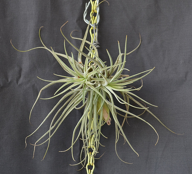 Tillandsia oaxacana DSC 0039