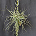 Tillandsia oaxacana DSC 0039