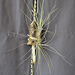 Tillandsia claitophylla AV DSC 0042