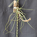 Tillandsia baileyi DSC 0044