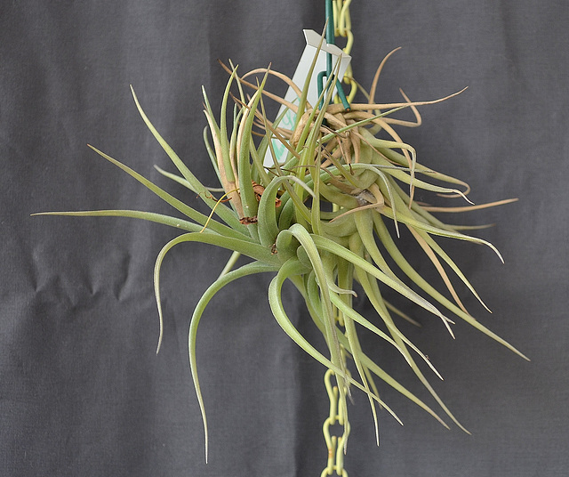 Tillandsia bergeri DSC 0046