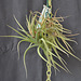 Tillandsia bergeri DSC 0046