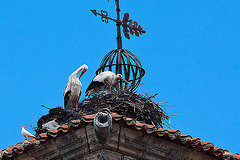 20120506 8964RAw [E] Kirche San Martin, Weißstorch (Ciconic ciconia), Straßentaube, Trujillo, Extremadura