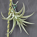 Tillandsia harrisii DSC 0048