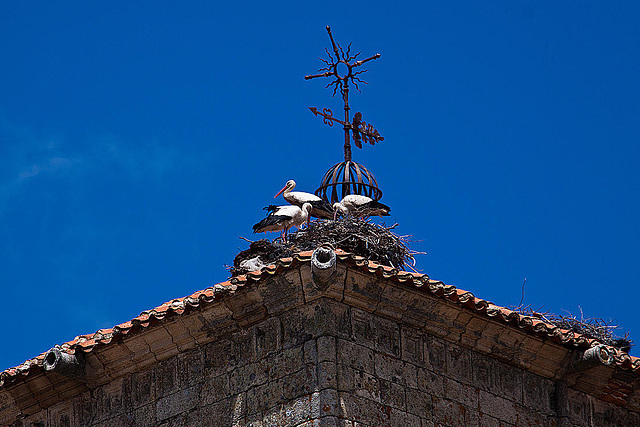 20120506 8966RAw [E] Kirche San Martin, Weißstörche, Trujillo