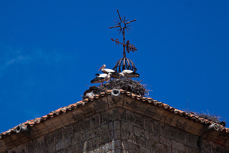 20120506 8966RAw [E] Kirche San Martin, Weißstörche, Trujillo, Extremadura