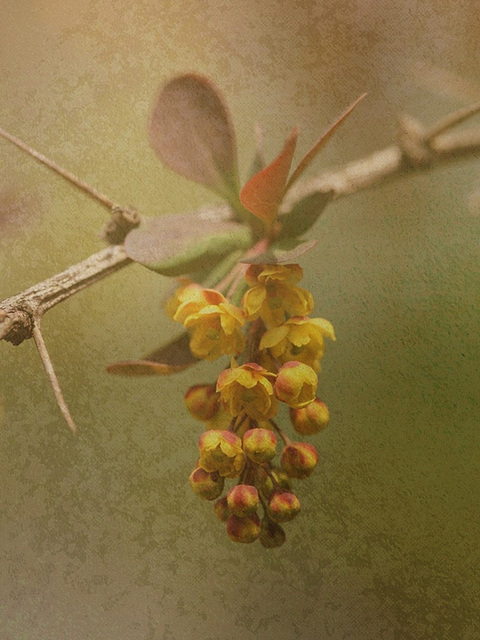 Berberis- Image d'Epine.. al