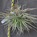 Tillandsia stricta 'cotton candy' DSC 0050