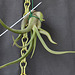 Tillandsia caput medusae DSC 0052