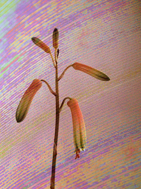 Aloe dans le vent du désert