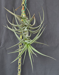 Tillandsia bergeri DSC 0054