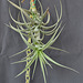 Tillandsia bergeri DSC 0054