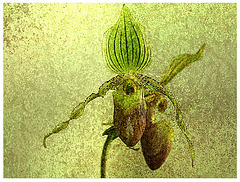 essai avec Paphiopedilum