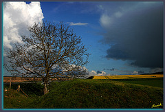 UN ARBRE, LA CAMPAGNE ****