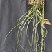 Tillandsia balbisiana DSC 0055