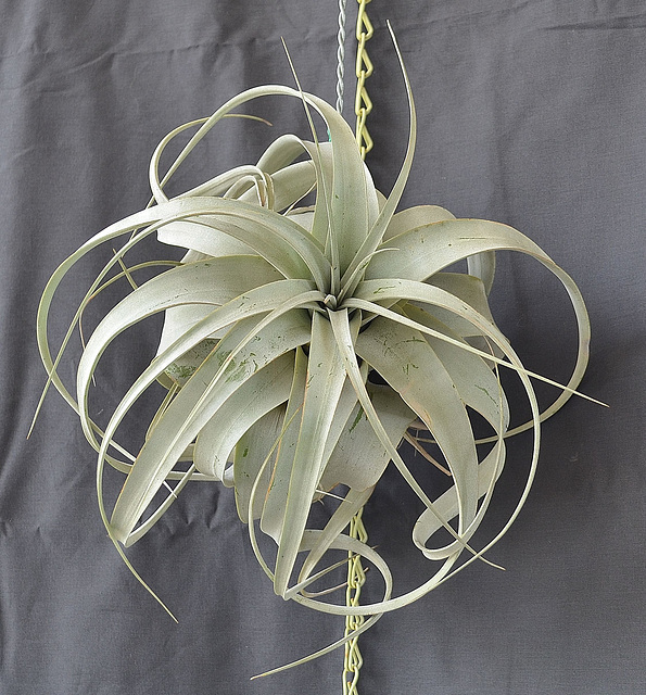 Tillandsia xerographica DSC 0056